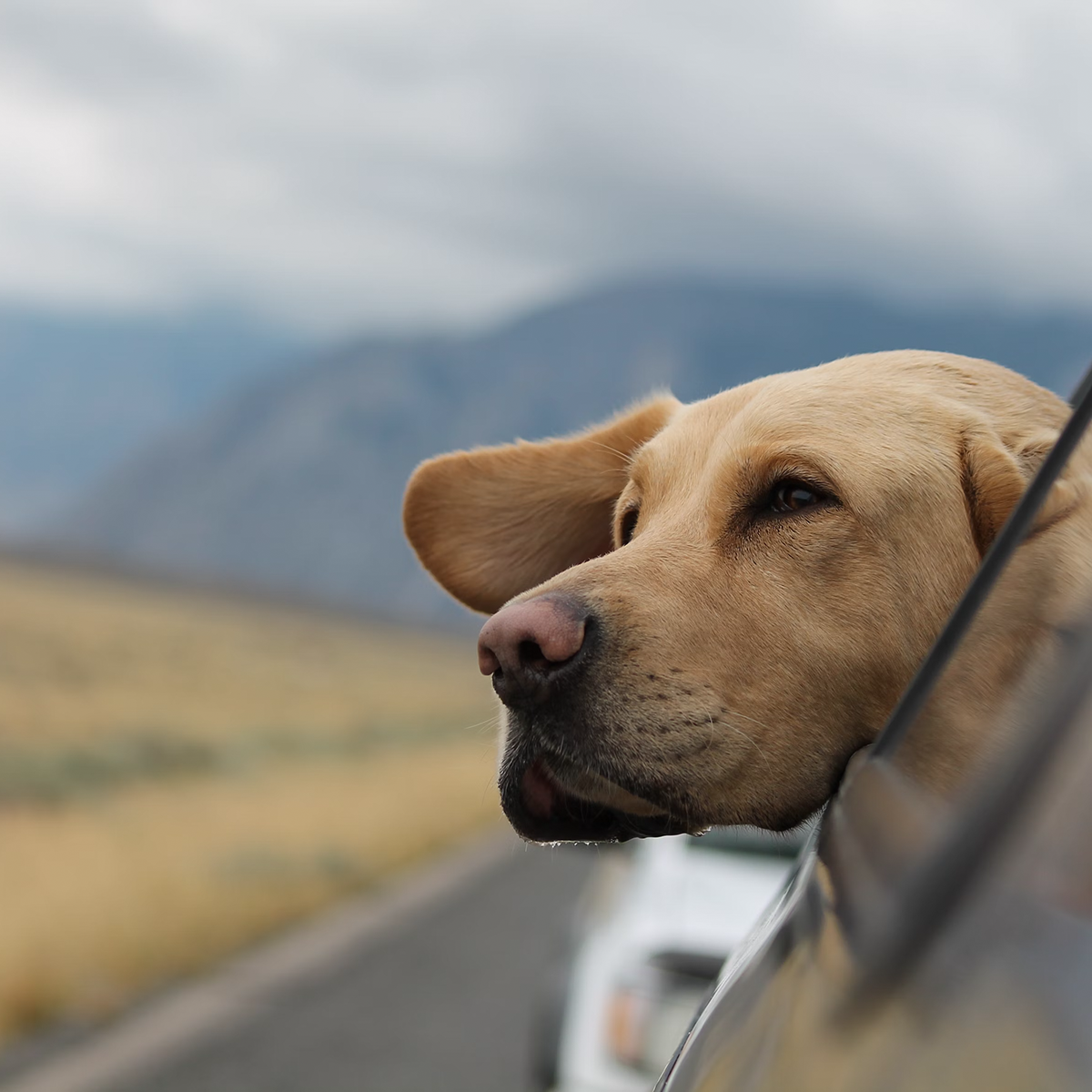 Ford Bronco Topographical Dog Collar