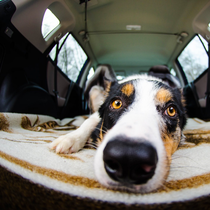 Car Camping with Dogs