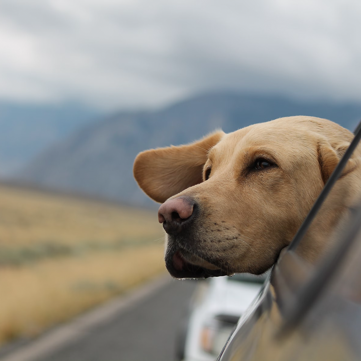 Dog hanging out car window